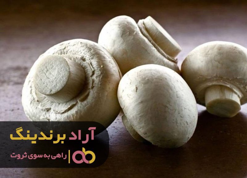 قارچ خوراکی پهن مازندران